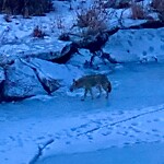 Coyote Sightings and Concerns at 808 9 Av SE