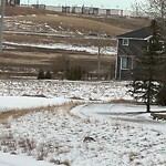 Coyote Sightings and Concerns at 42 Harvest Grove Gr NE