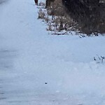 Coyote Sightings and Concerns at 169 Carrington Cr NW