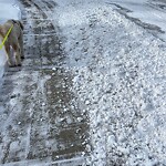 Snow On City-maintained Pathway or Sidewalk at 5 Val Gardena Pl SW