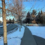 Tree Maintenance - City Owned at 5994 Signal Hill Ce SW