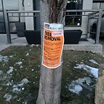 Tree Maintenance - City Owned at 5638 6 St SW