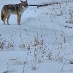Coyote Sightings and Concerns at 72 Crestbrook Wy SW