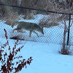 Coyote Sightings and Concerns at 18 Timberline Pl SW