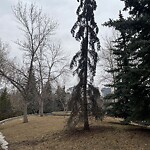 Tree Maintenance - City Owned at 2225 Macleod Tr SE