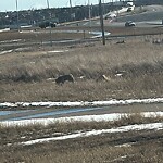 Coyote Sightings and Concerns at 109 Carrington Ci NW