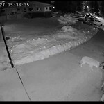 Coyote Sightings and Concerns at 36 Kelvin Pl SW
