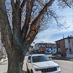 Tree Maintenance - City Owned at 105 7a St Ne, Calgary, Ab T2 E 0 C4, Canada