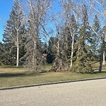 Tree Maintenance - City Owned-WAM at 12257 Lake Erie Rd SE