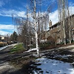 Tree Maintenance - City Owned at 50 Shannon Crescent SW