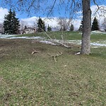 Tree Maintenance - City Owned at 10631 Oakfield Dr SW