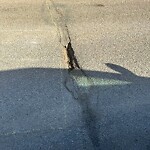 Pothole Repair at 69 Abalone Cr NE