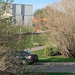 Coyote Sightings and Concerns at 1205 17 A St NW