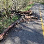 Tree Maintenance - City Owned at 2630 Parkdale Bv NW