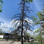 Tree Maintenance - City Owned at 5820 11 St SE