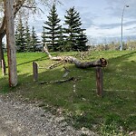 Tree Maintenance - City Owned at 132 Lake Wood Pl SE