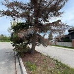 Tree Maintenance - City Owned at 1063 Deer River Ci SE