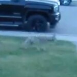 Coyote Sightings and Concerns at 80 Galbraith Dr SW
