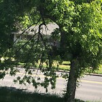 Tree Maintenance - City Owned at 5931 Centre St NW