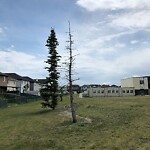 Tree Maintenance - City Owned at 48 Saddleland Dr NE