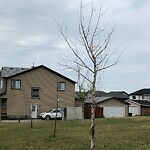 Tree Maintenance - City Owned at 561 Saddlelake Dr NE