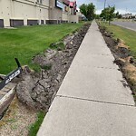 Sidewalk or Curb - Repair at 150 Crowfoot Cr NW