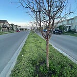 Tree Maintenance - City Owned at 10540 Cityscape Dr NE