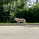Coyote Sightings and Concerns at 2720 24 Av NW