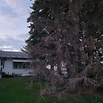 Tree Maintenance - City Owned at 2412 1 Av NW