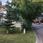 Tree Maintenance - City Owned at 2 Douglas Glen Ci SE