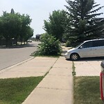 Tree Maintenance - City Owned at 1134 Wentworth Vw SW