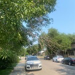 Tree Maintenance - City Owned at 2833 1 Av NW
