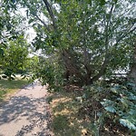 Tree Maintenance - City Owned at 61 Hamptons Gv NW