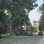 Tree Maintenance - City Owned at 143 Queen Tamara Pl SE