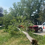 Tree Maintenance - City Owned at 619 24 Av SW