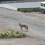 Coyote Sightings and Concerns at 50 Edith Mr NW
