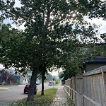 Tree Maintenance - City Owned at 229 7 A St NE