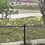 Shrubs, Flowers, Leaves Maintenance in a Park at 25 Saddlestone Link Northeast Calgary