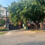 Tree Maintenance - City Owned at 808 19 Av SW