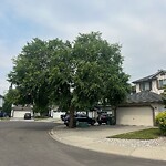 Tree Maintenance - City Owned at 47 Mt Brewster Pl SE