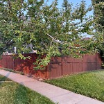 Tree Maintenance - City Owned at 42 Cranston Dr SE