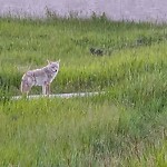 Coyote Sightings and Concerns at 100 Panamount Bv NW