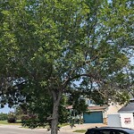Tree Maintenance - City Owned at 127 Millrise Dr SW