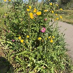 Shrubs, Flowers, Leaves Maintenance in a Park at 85 Cranbrook Cv SE