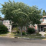 Tree Maintenance - City Owned at 34 Elgin Meadows Wy SE