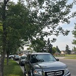 Tree Maintenance - City Owned at 923 Abbeydale Dr NE