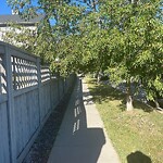 Tree Maintenance - City Owned at 104 Elgin Pt SE