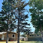 Tree Maintenance - City Owned at 20 Fraser Rd SE