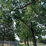 Tree Maintenance - City Owned at 459 Wildwood Dr SW