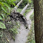 Tree Maintenance - City Owned at 905 30 Av NW